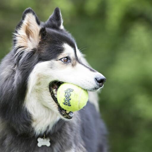 Perro jugando con una pelota de tenis kong