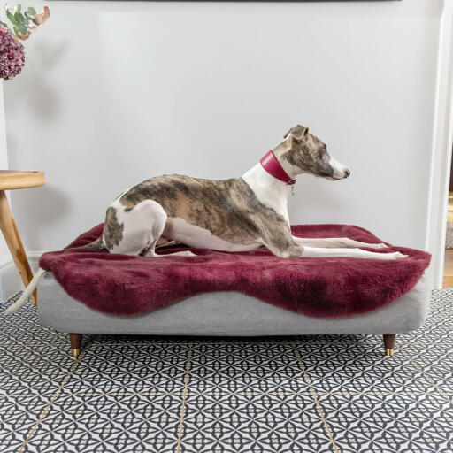 Greyhound rustend in het memory foam Topology hondenbed
