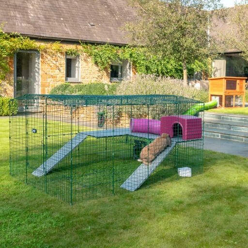 Lapin fermé avec une maison pour lapins violette.