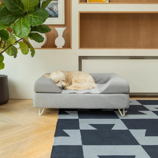 Dog Sleeping on Omlet Topology Dog Bed with Grey Bolster Topper and White Hairpin Feet
