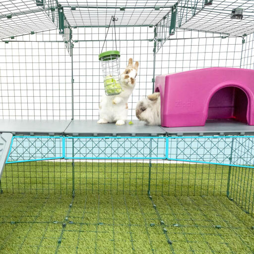 Kaninchen Zippi plattform rosa tierheim essen von Caddi kaninchen leckerbissen halter