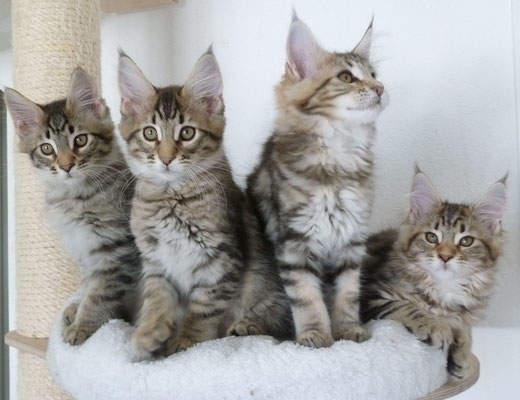 Quatre chatons tabby brun et blanc dans un lit