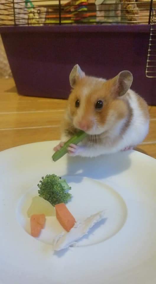 Hamster syrien mangeant des légumes