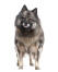 A young Keeshond standing tall, showing off its pointed ears and soft, thick coat