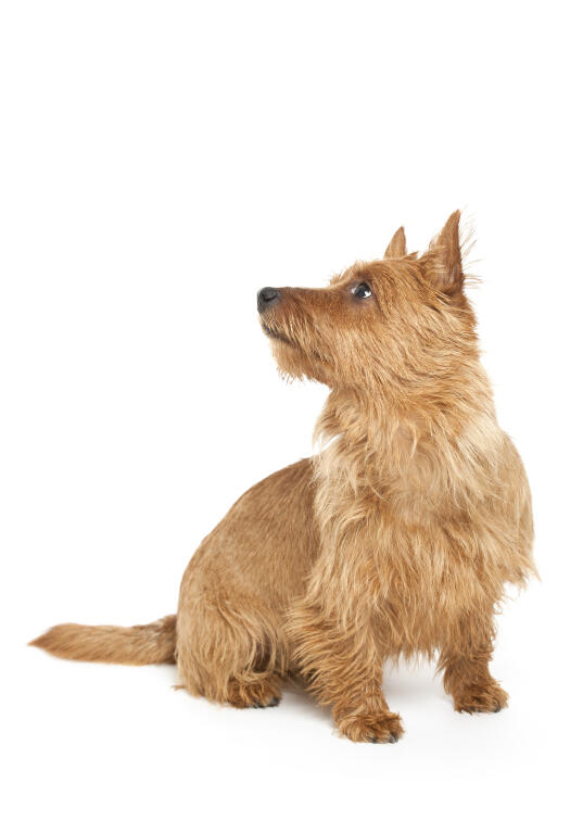 Australian Terrier Dogs Breed Information Omlet