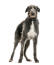 Un jeune chien de chasse écossais adulte en bonne santé avec une robe typique grise et blanche