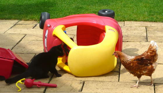 Eine liebe, junge, schwarze Katze wird einer Omlet Gingernut Ranger Henne vorgestellt
