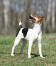 En parson russell terrier som står högt och visar upp sina underbart långa ben