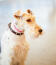 En wire fox terriers underbara, långa nos och trådiga öron