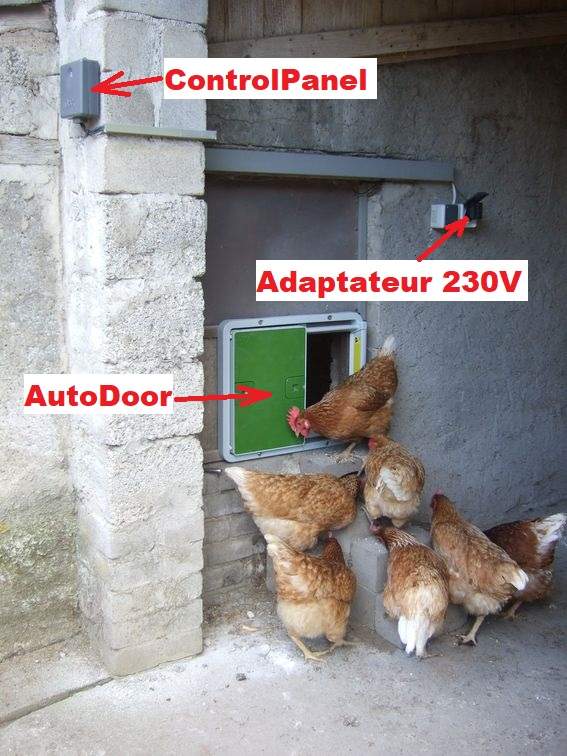 Adapter med en Autodoor och många höns