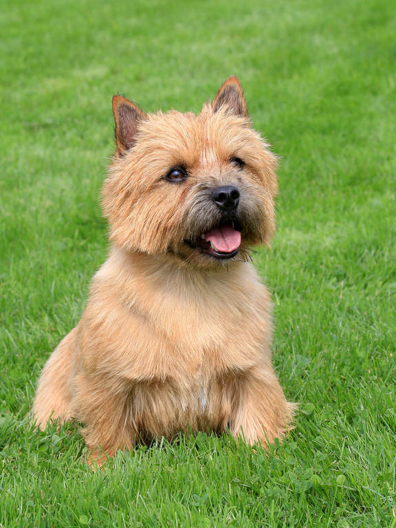 Norwich Terrier | Hunde | Informationen zu den Rassen | Omlet