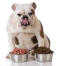 A chunky bulldog licking his lips as he decides which food to munch first