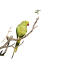 A wonderful Rose Ringed Parakeet perched on a branch