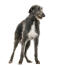 En vacker skotsk deerhound som står i fokus på sina vackra, långa ben