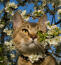 Een avontuurlijke pixie bob kat die de bomen verkent