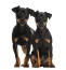 Two inquisitive Doberman Pinscher puppies sitting together