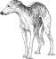 En teckning av en italiensk greyhound