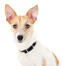 En närbild av en ung vuxen jack russell terriers spetsiga öron