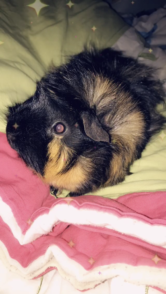 Minnie my Abyssinian guinea pig. 