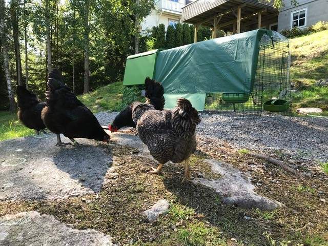 Chickens in Garden with Omlet Green Eglu Cube Large Chicken Coop and Run