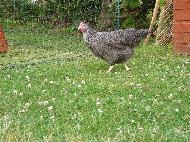 Kurczak w ogrodzie z Omlet ogrodzenie dla kurcząt