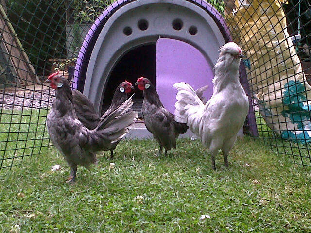 our lovely boys lavender araucana and blue rosecombs