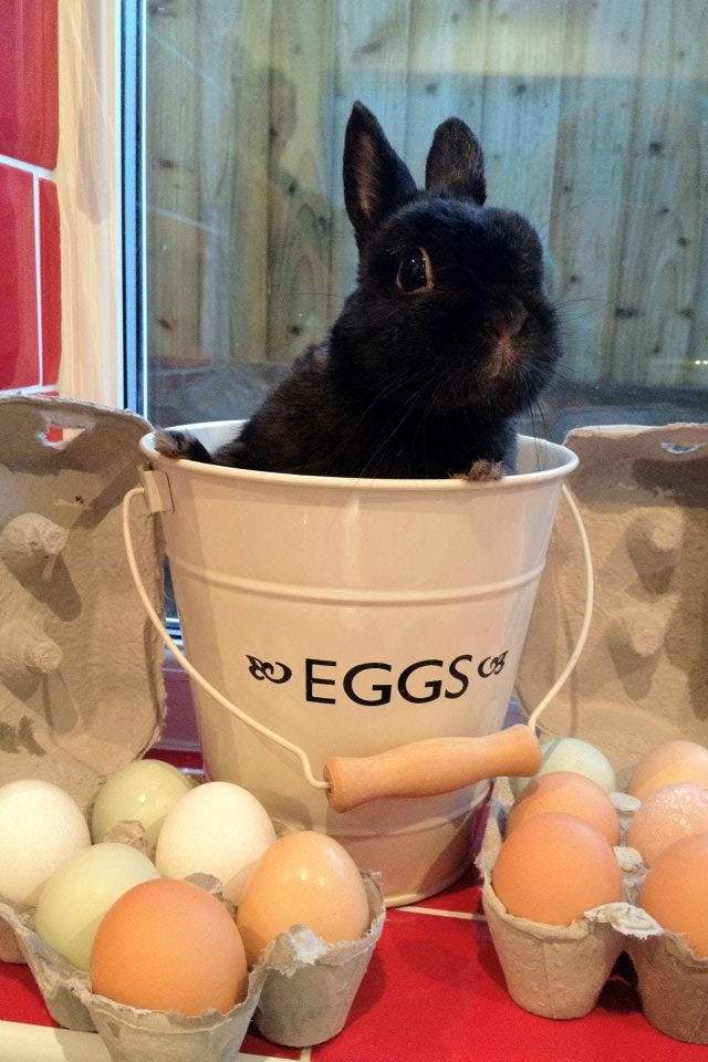 ¡George cuidando los huevos de sus amigos! ¡Ama a sus amigos pollos incluso si no quieren jugar con él y lo ignoran!