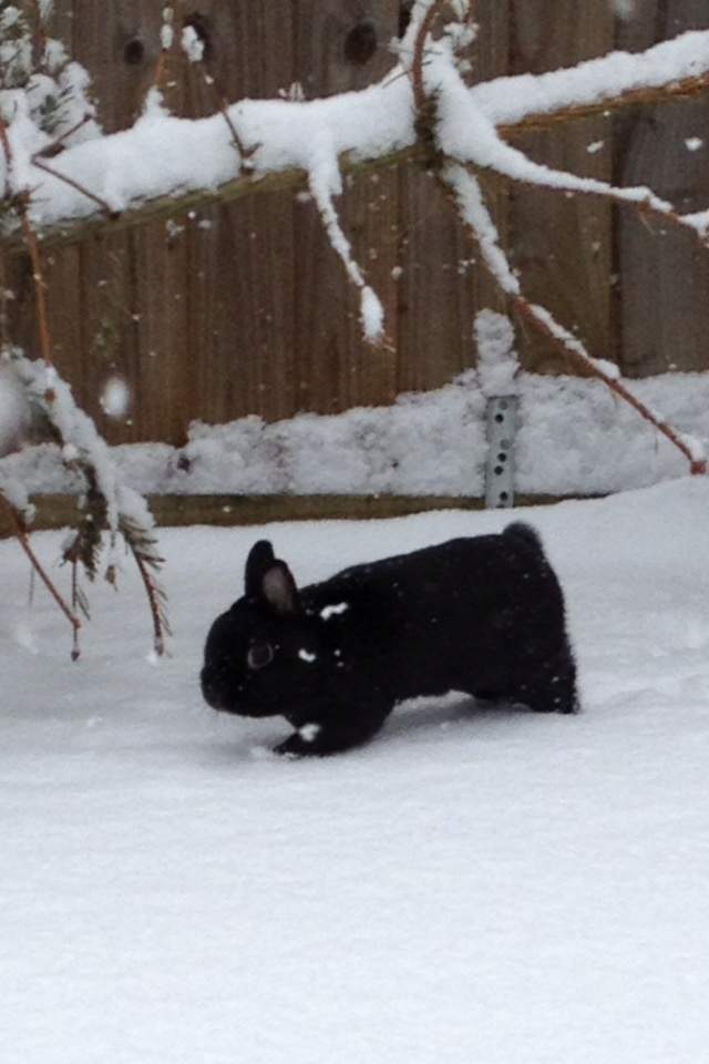 George, hij had een beetje plezier in de sneeuw voordat hij werd opgeroepen, maar hij vond het heerlijk om de sneeuw op te graven en heel snel rond te shoppen!