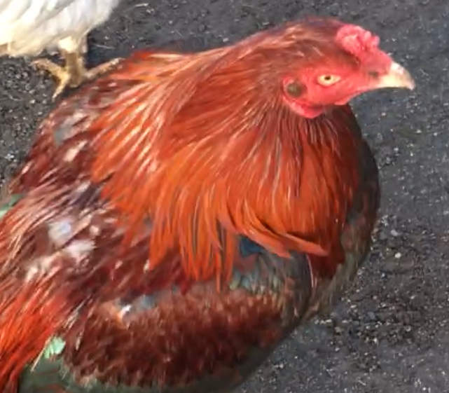 Coq rouge à poitrine noire