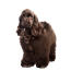 a smart chocolate brown american cocker spaniel with a fluffy coat