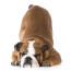 A playful bulldog bowing down with a cute disgruntled look about him
