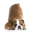 Den förtjusande bulldoggen med rynkigt ansikte som bugar sig
