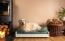 Un grand chien blanc sur un lit traversin en mousse à mémoire de forme vert moyen dans un salon
