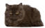 En brittisk långhårig katt med en rökgrå päls
