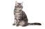 En vacker amerikansk shorthiar katt med en marmorerad tabby päls