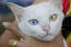 Un joli chat khao manee avec un œil jaune et un œil bleu