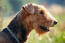 En närbild av en airedale terriers trådiga päls och skägg.