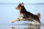 Ein erwachsener australischer schäferhund genießt das planschen im wasser