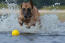 En kraftfull belgisk herdehund (malinois) som plaskar i vatten