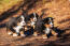 Tre vackra, små bernese mountain dogs som springer runt utomhus