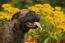 En närbild av bullmastiffens bakåtvända öron och korta nos.