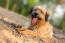 Ein gesunder katalanischer schäferhund mit mittellangem haar, der sich ausruht