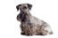 Ein erwachsener cesky-terrier mit schön gepflegtem grau-schwarzem fell