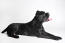 Een mooie kleine mastino napoletaanse puppy, met een dikke, gezonde zwarte vacht