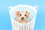 A healthy, young Norfolk Terrier pup, sitting in a washing basket