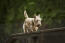 En scottish terrier som njuter av lite motion på agiligy-utrustningen
