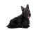 En härlig, liten vuxen skotsk terrier med lång svart päls och spetsiga öron