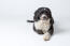 Ein schöner erwachsener spanischer wasserhund, der artig liegt und auf ein kommando wartet