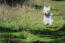 En frisk, ung west highland terrier som springer genom gräset.