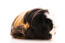 La longue fourrure noire, blanche et rousse d'un cochon d'inde coronet est très agréable à regarder.